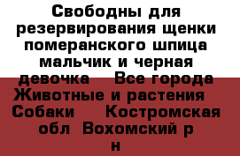 Свободны для резервирования щенки померанского шпица мальчик и черная девочка  - Все города Животные и растения » Собаки   . Костромская обл.,Вохомский р-н